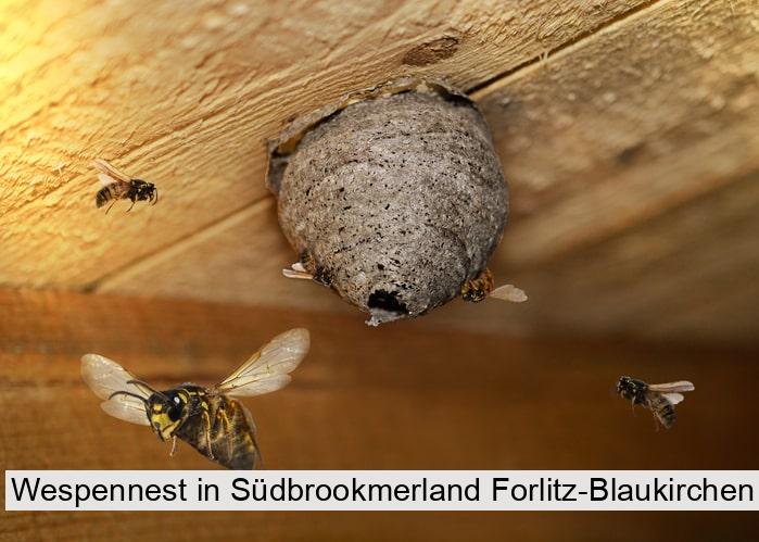 Wespennest in Südbrookmerland Forlitz-Blaukirchen